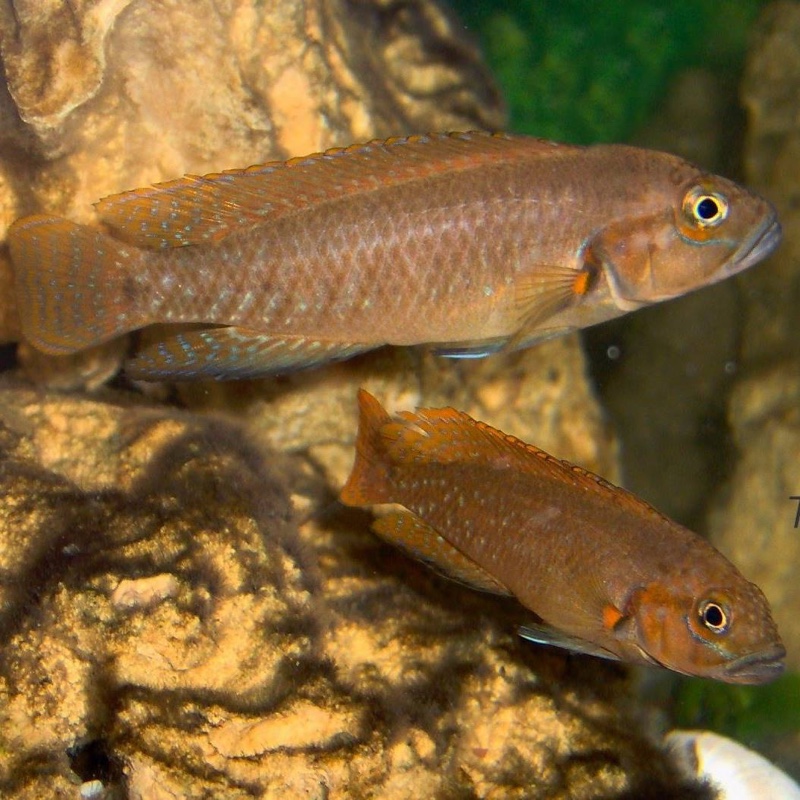Telmatochromis sp. 'dhonti orange'